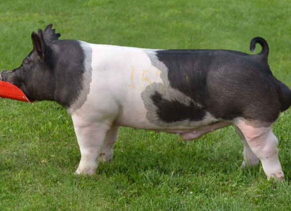 13 Grand Champion Boar Summer Type Conference